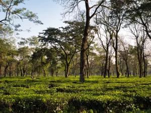 Tea Garden Trails: Beauty, Labour, and the Unseen Stories of the Hills
