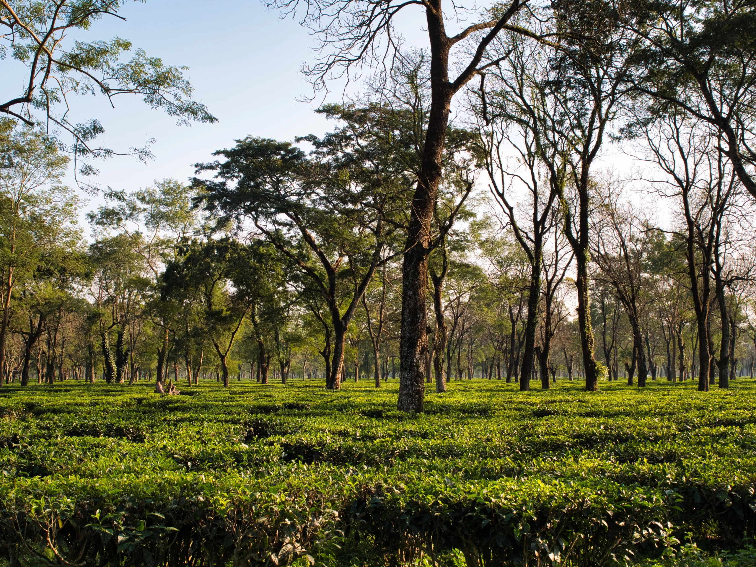 Tea Garden Trails: Beauty, Labour, and the Unseen Stories of the Hills